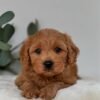 Milo