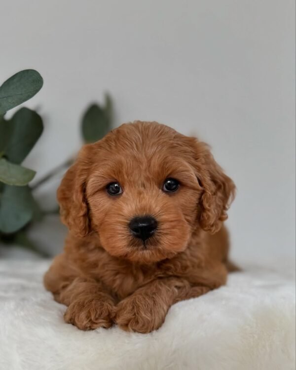 Milo