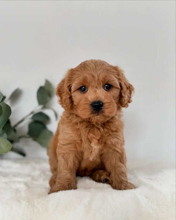 Milo
