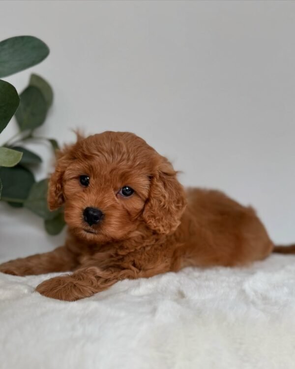 Maple