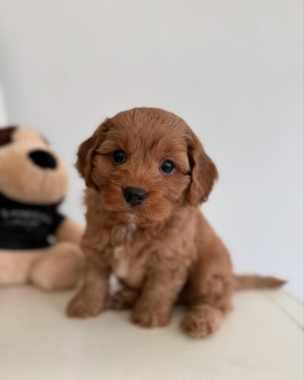 Ollie