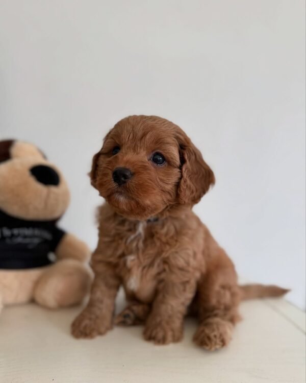Ollie