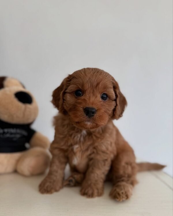 Ollie