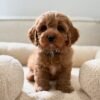 Charlie