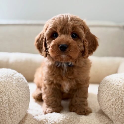 Charlie