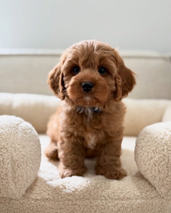 Charlie