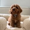 Charlie