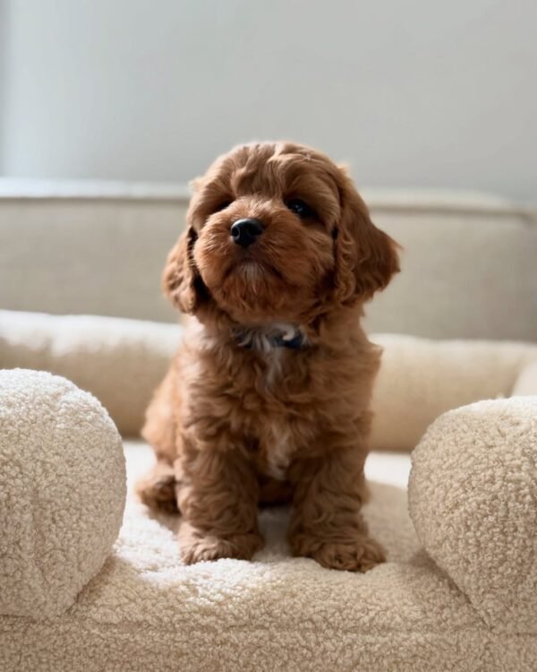 Charlie