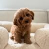 Charlie