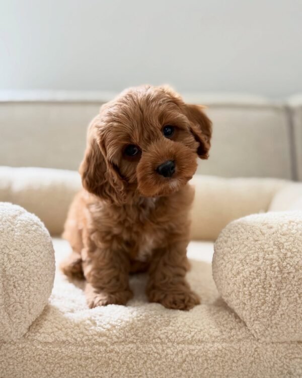 Charlie