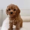 WhatsApp Image 2026-10-19 at 2.46.04 AM Jule