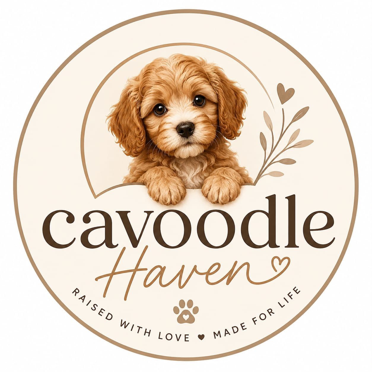 cavoodlehaven.com
